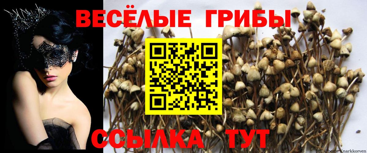 купить наркоту  Вход с VPN  Бирск  Галлюциногенные грибы GOLDEN TEACHER 